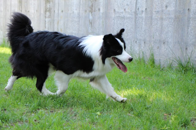 ボーダーコリーが緑の芝生の上を走る姿.