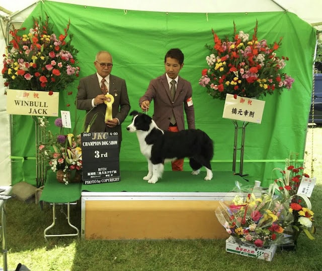 犬のドッグショーで表彰されるシェルティ犬の写真.