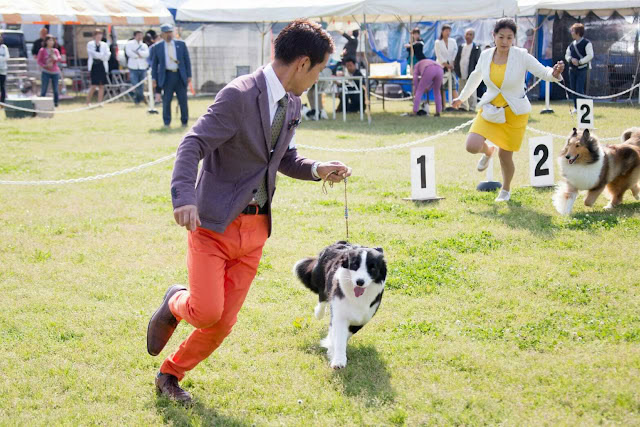 犬のドッグショーで走る男性と犬の写真.