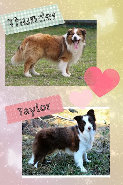 犬の子犬と遊び心あふれるデザインの画像.