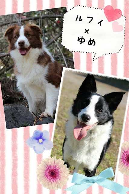 ルフィとゆめの犬の写真と名前の説明.