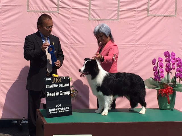 犬の品評会で最優秀賞を受賞したボーダーコリーと飼い主の記念写真。.