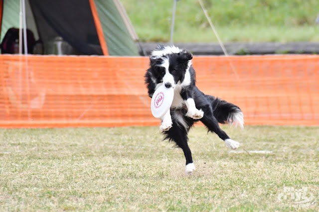 犬が芝生の上でボールを追いかけている様子.