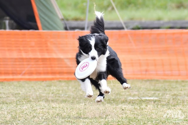 犬がフリスビーをキャッチして走る姿.