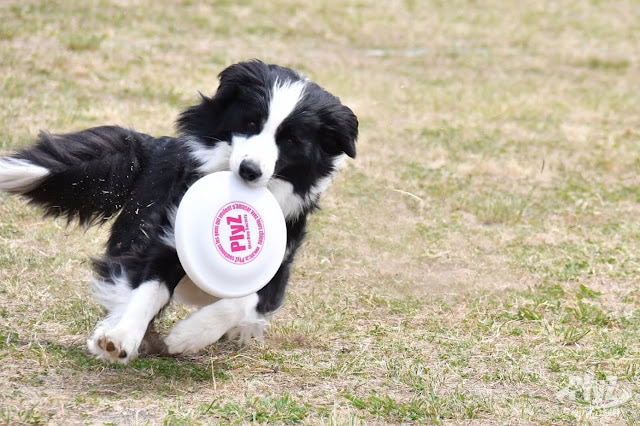 黒白の犬が芝生の上でディスクをキャッチしている.