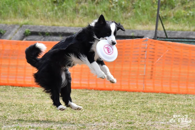 ディスクをキャッチするマレーくんの躍動感あふれる瞬間.
