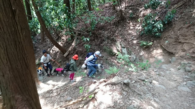 山道を歩くハイキング参加者たち.