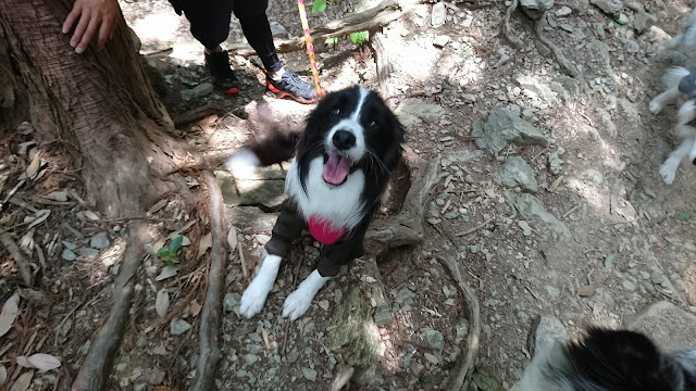 山道を歩く犬と飼い主の様子を捉えた画像.
