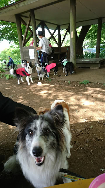 ハイキングデーの犬たちと自然の中で楽しむ様子を捉えた写真です。.