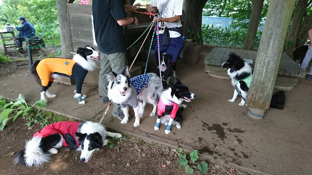 犬たちがハイキングコースを楽しむ様子.