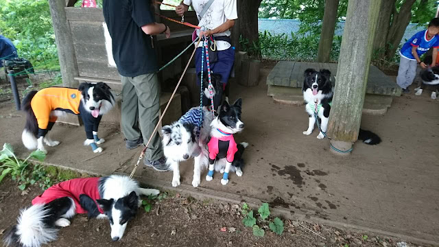 犬たちが木陰で休憩中、ハイキングの様子.