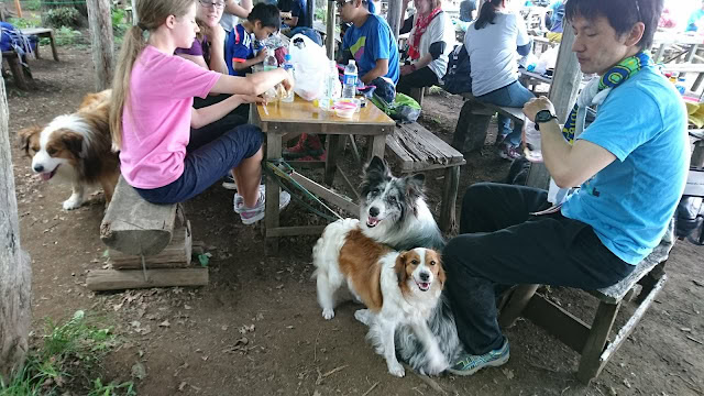 子供と犬たちが自然の中で交流している様子.