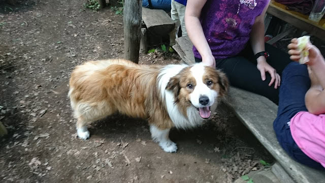 ハイキングを楽しむ犬と子供たちの様子を捉えた画像です。.