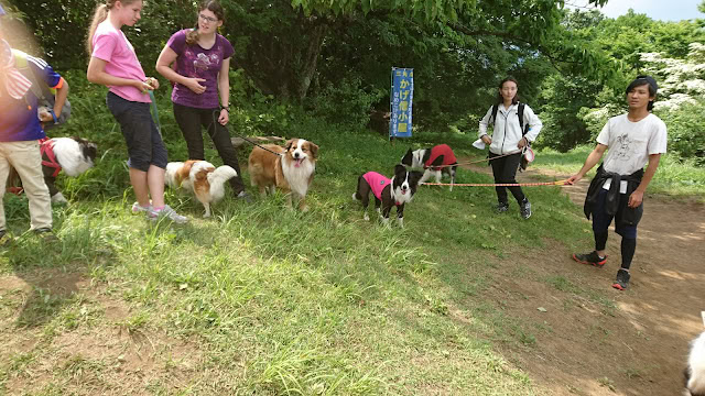 ハイキング中のグループと犬たちの様子を捉えた写真です。自然の中での楽しいひとときを表現しています。.