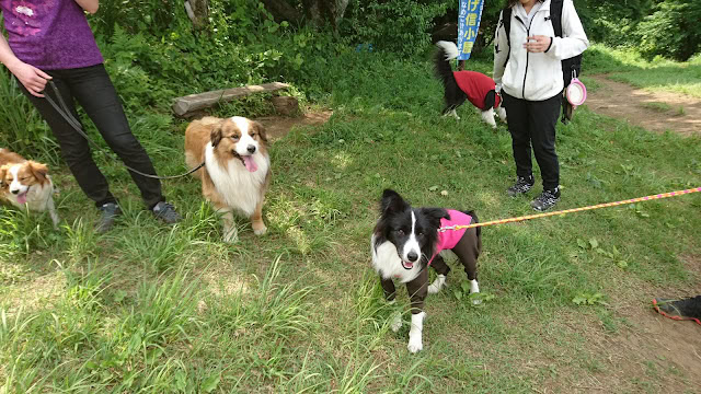 犬たちが自然の中で楽しそうに散歩しています。.