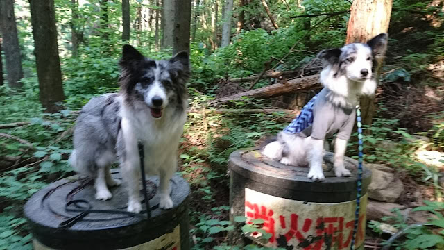 森の中で座る2匹の犬、ハイキングの休憩中.