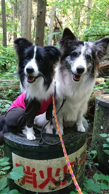 森の中で並ぶ2匹の犬、ハイキング中の様子.