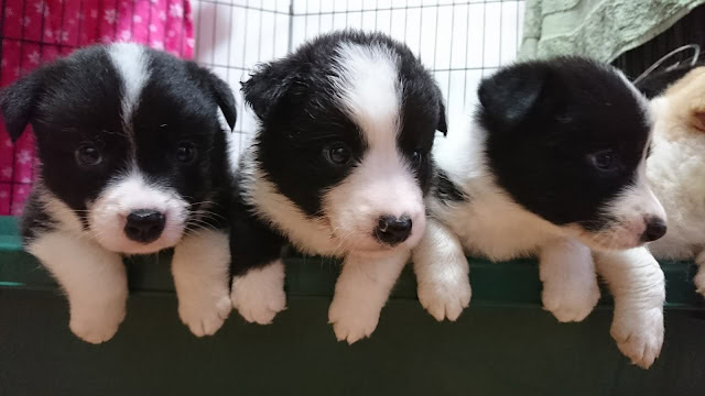 子犬の3匹がケージの縁に顔を出している様子.