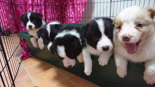 子犬たちがケージの縁に集まっている様子.