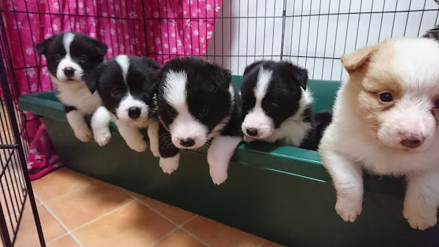 子犬たちがケージの縁に乗っている様子.