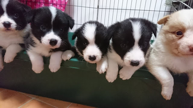 子犬たちがケージの縁に並んでいる様子.