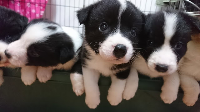 子犬たちがケージの縁に並んでいる様子.