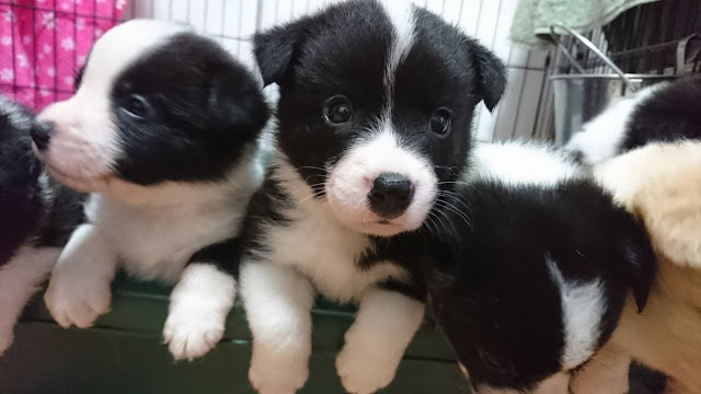 子犬たちが並んで座っている様子を捉えた写真です。.