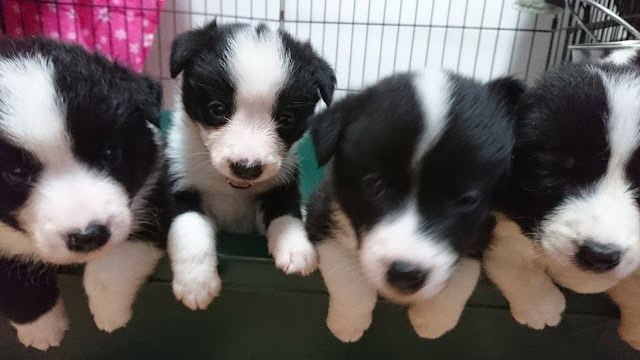 子犬がケージの縁に顔を出している写真.