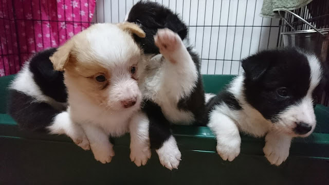 子犬のかわいいグループ写真です。.