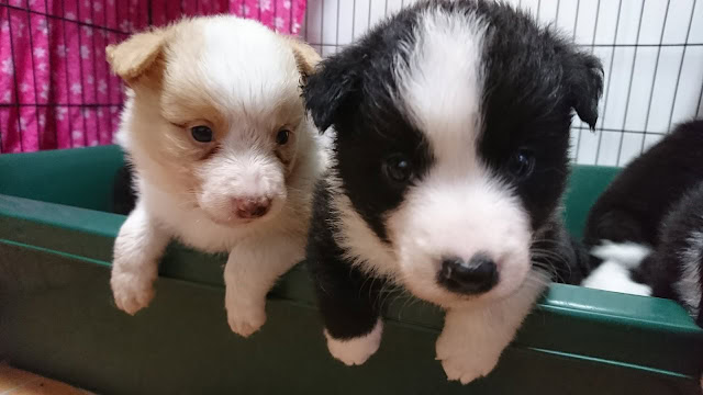 子犬の2匹がケージの縁に顔を出している様子.