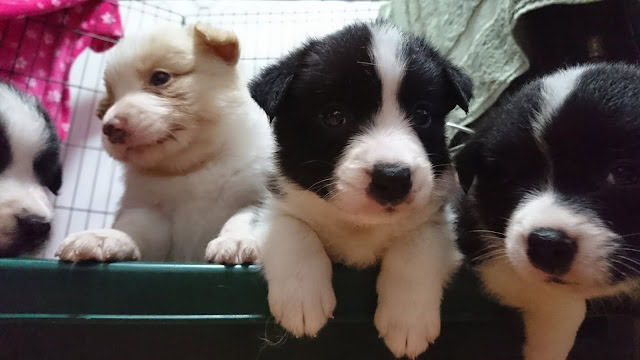 子犬たちがケージの縁に前足を乗せて並んでいます。.