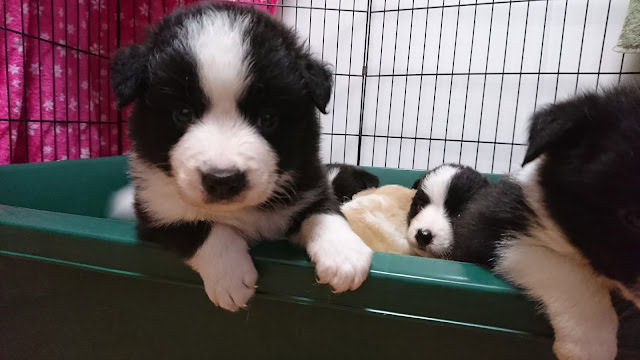 子犬たちがケージの中で遊んでいる様子.