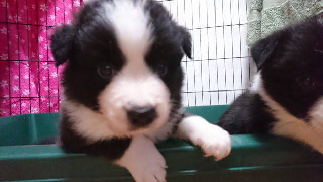 子犬のアップ写真、黒と白の毛色、好奇心旺盛な表情.