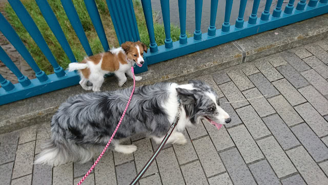 子供と犬がフェンス沿いを散歩している様子。.