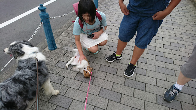 犬と子供たちが公園で遊んでいる様子.