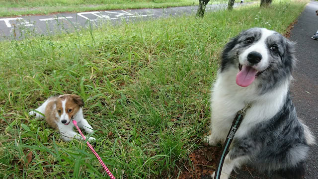 犬と猫が緑の草むらの横に座っている様子.