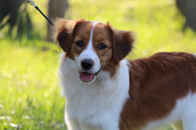 犬の写真、自然の中で楽しそうにしている犬の画像。.