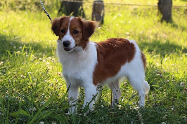 犬の散歩を楽しむ小型犬の写真.