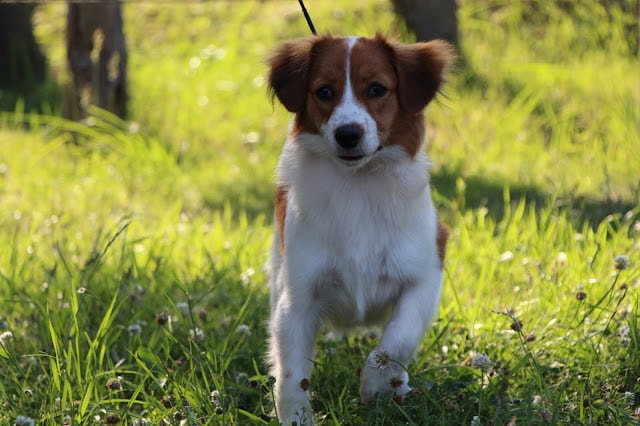 犬の子犬が草原を走る様子の写真です。.