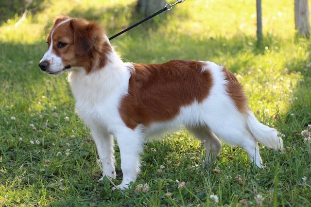 犬の散歩をしている犬の写真です。.