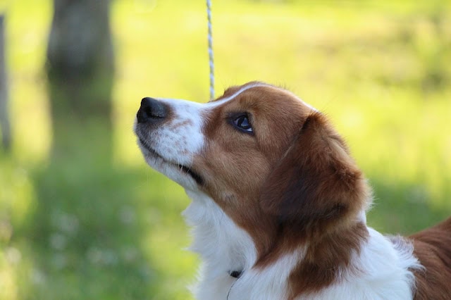 犬の横顔の写真、自然の中でリラックスした表情。.