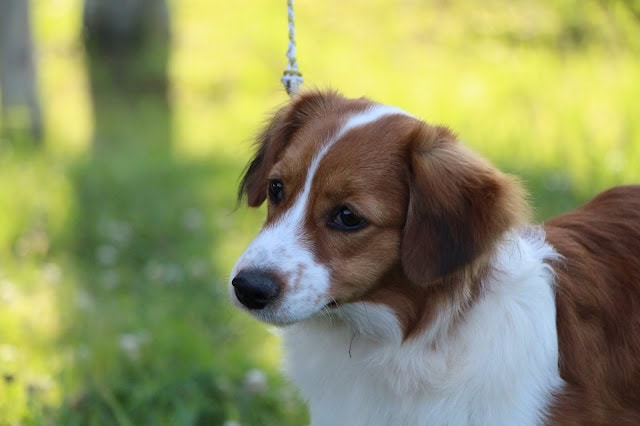 リードにつながれた子犬のアップ写真、緑の背景と自然光が映える.