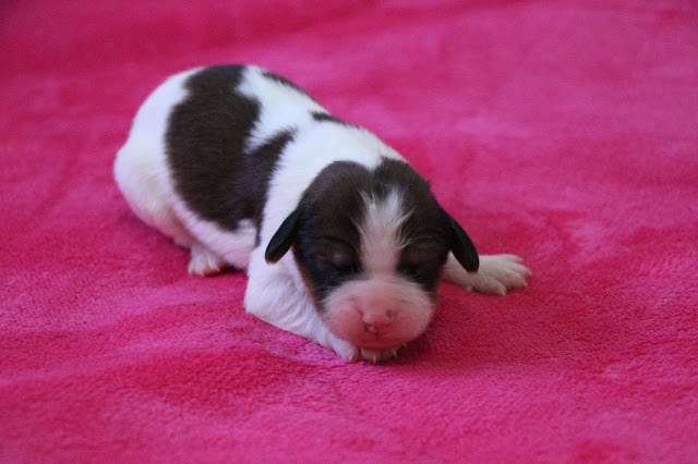 子犬のアップ写真、白と黒の模様がかわいいです.