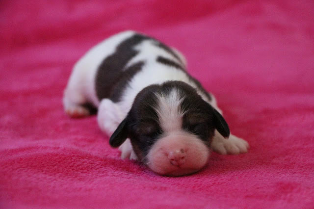 生後5日のダイアっ子子犬のかわいい写真.