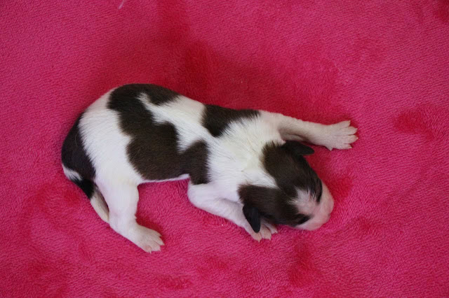 生後5日の黒白模様の子犬がピンクの毛布の上で眠っています。.