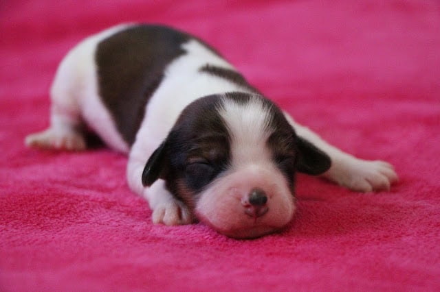 子犬がピンクの毛布の上で眠っている様子.