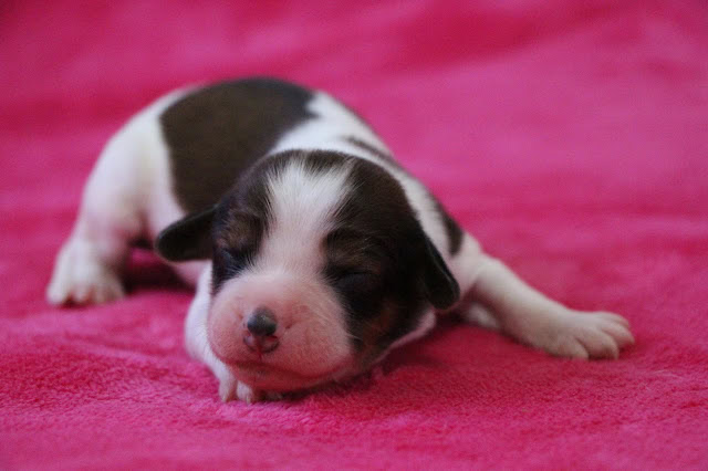 子犬のかわいい寝顔と黒白の毛色.