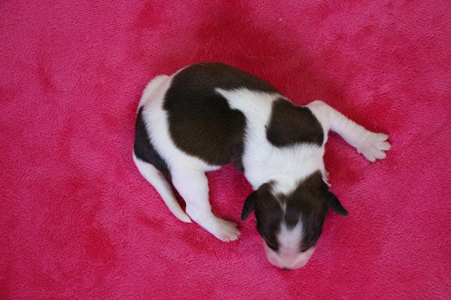 子犬のアップ写真、ピンクの毛布の上で眠っています。.