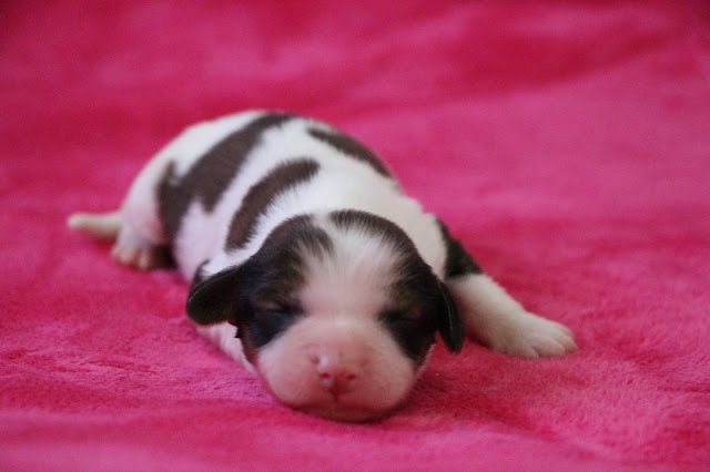 子犬のアップ写真、白と黒の模様がかわいいです.