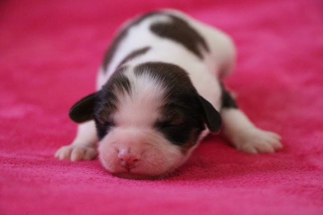 子犬のアップ写真、白黒模様がかわいいです.